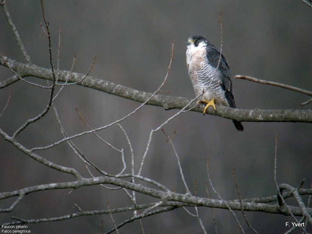 Peregrine Falcon male adult, identification