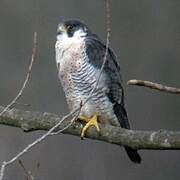 Peregrine Falcon