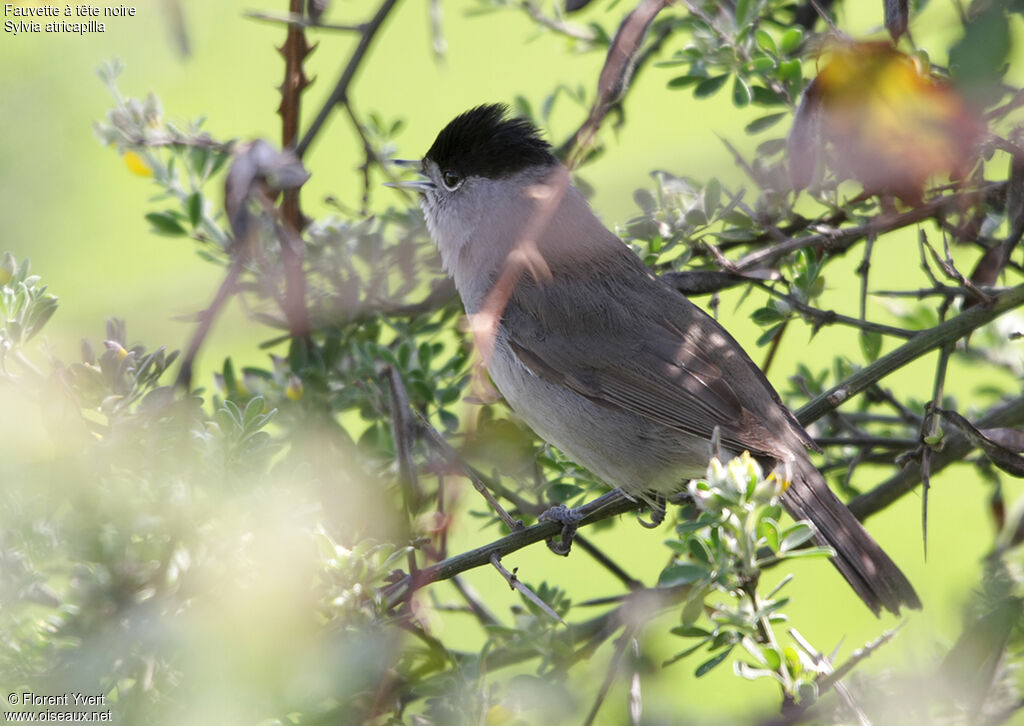 Eurasian Blackcap male adult, song