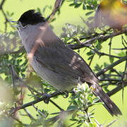 Eurasian Blackcap