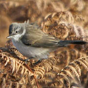 Lesser Whitethroat