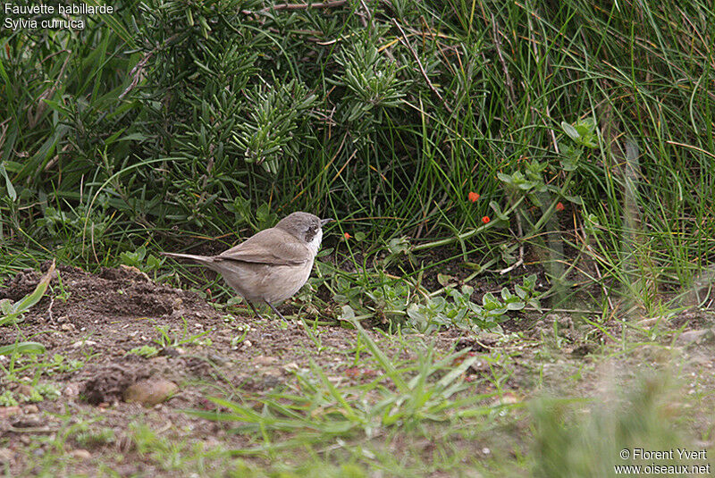 Lesser Whitethroat