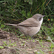 Lesser Whitethroat