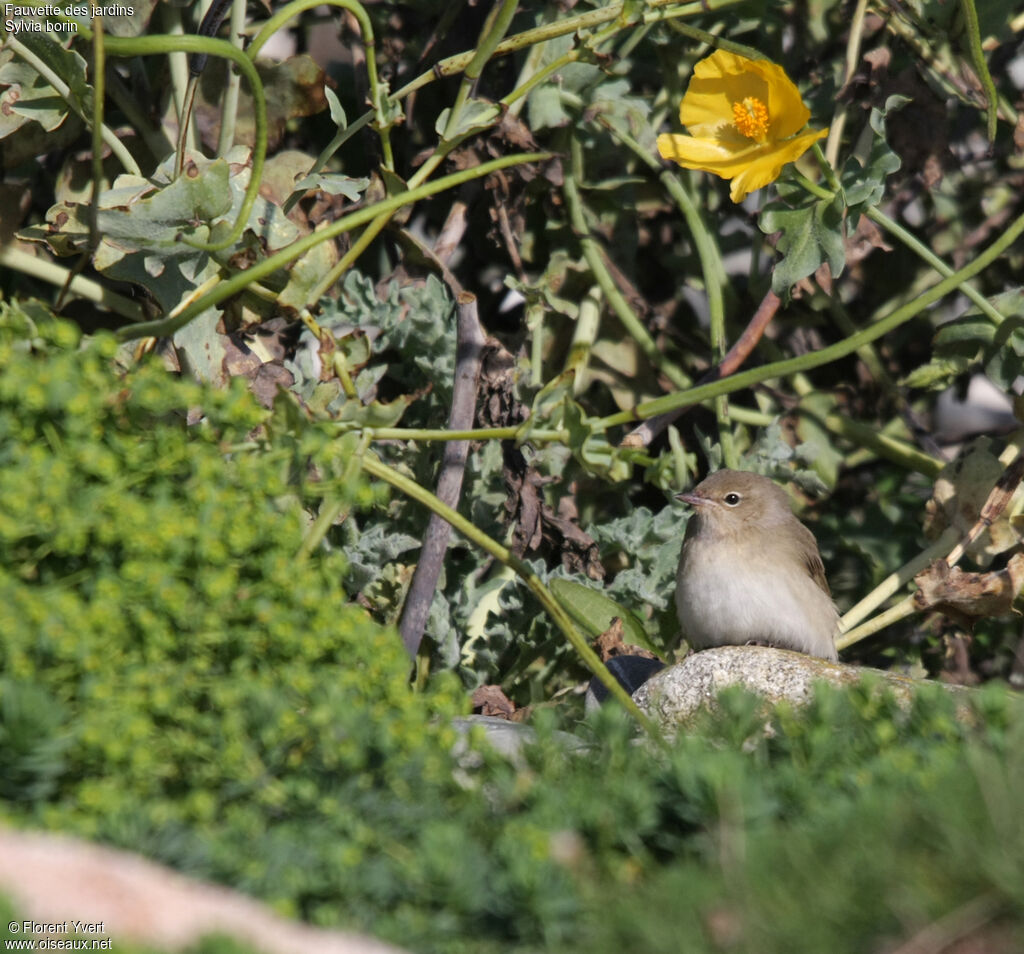 Garden Warbler, identification, Behaviour