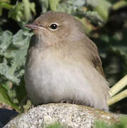 Garden Warbler