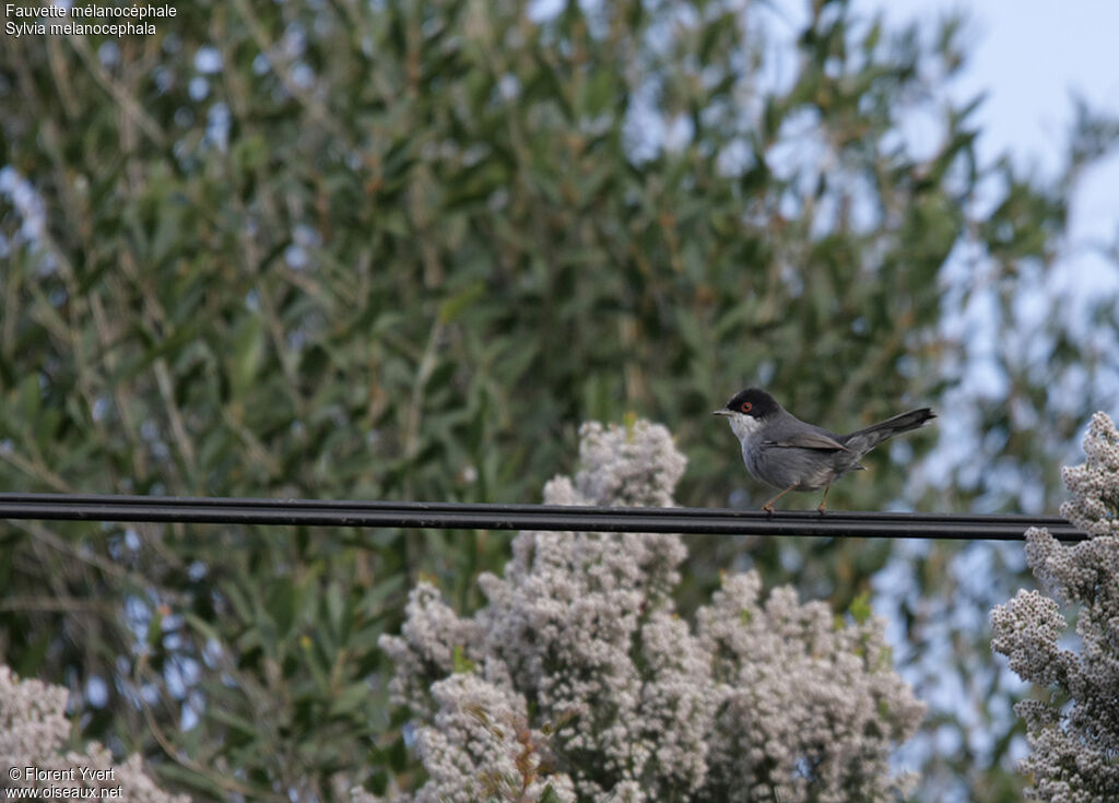 Sardinian Warbler male adult