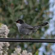 Sardinian Warbler