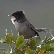 Sardinian Warbler