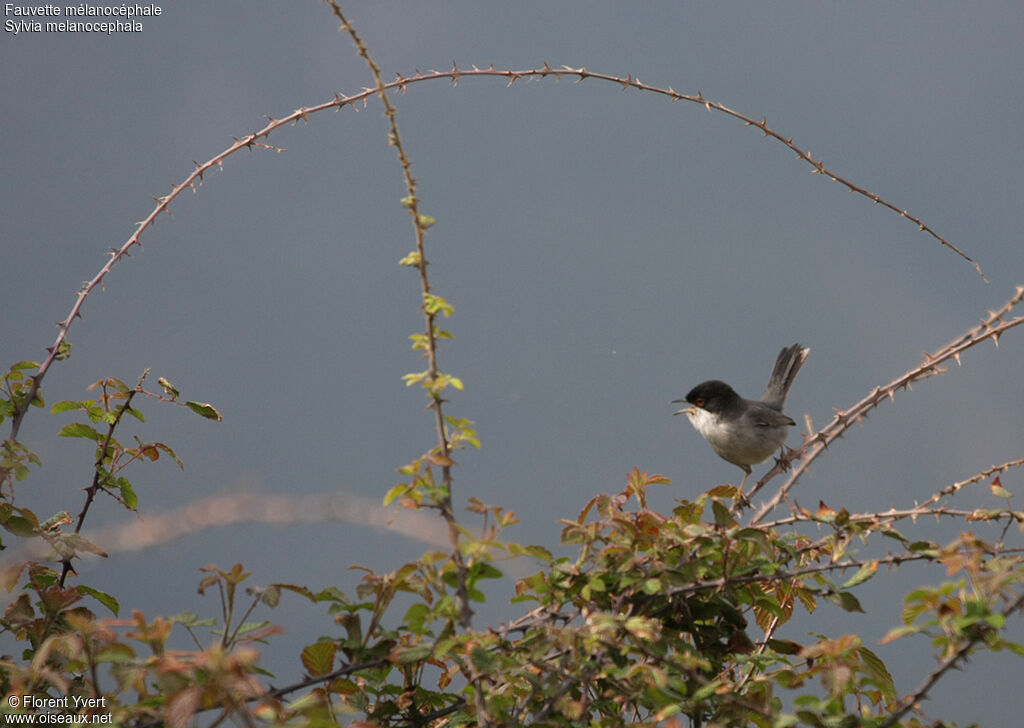 Sardinian Warbler male adult