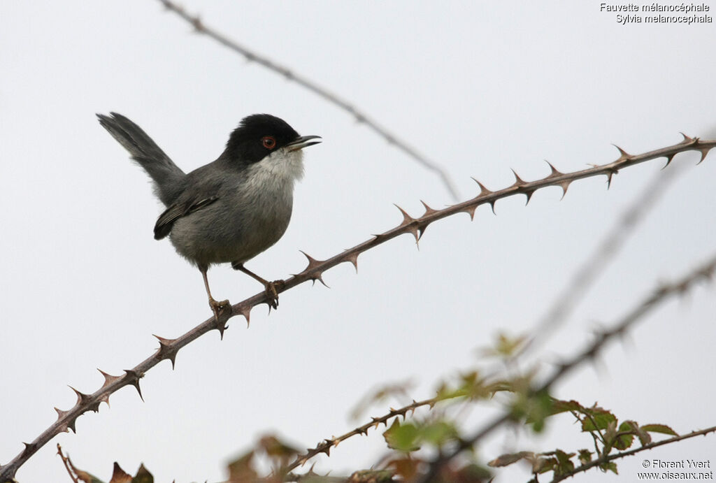 Sardinian Warbler male adult, song