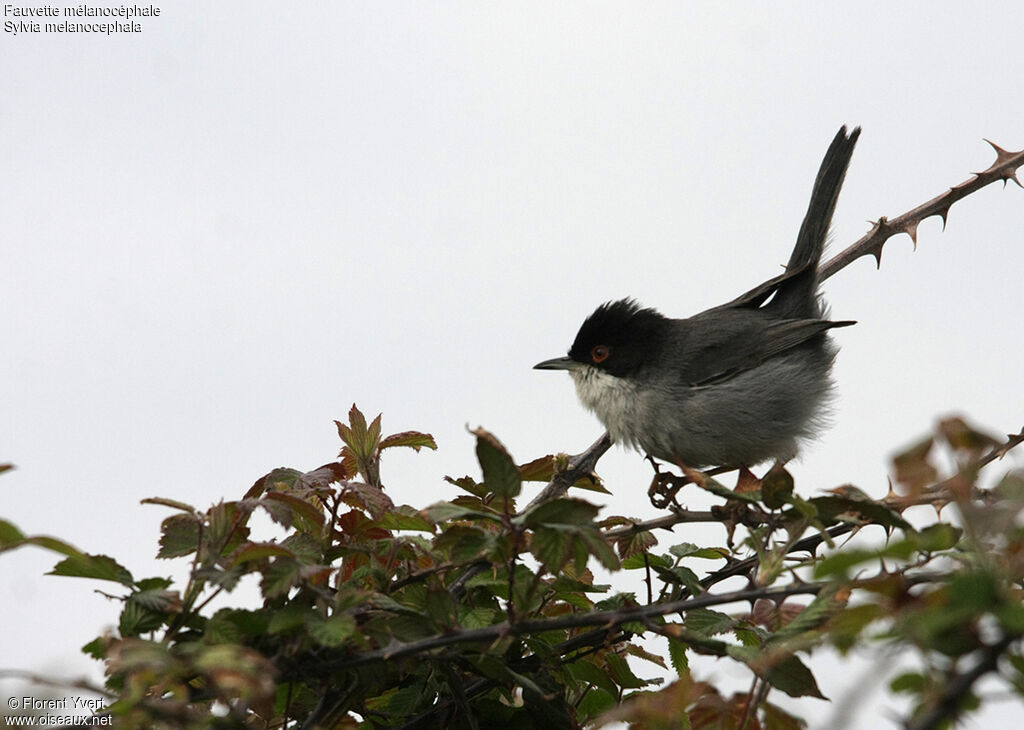 Sardinian Warbler male adult