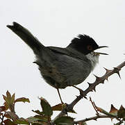 Sardinian Warbler