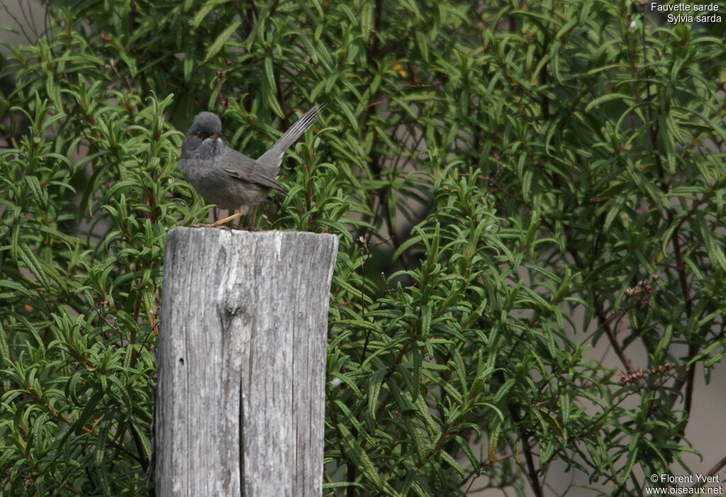 Marmora's Warbler male adult