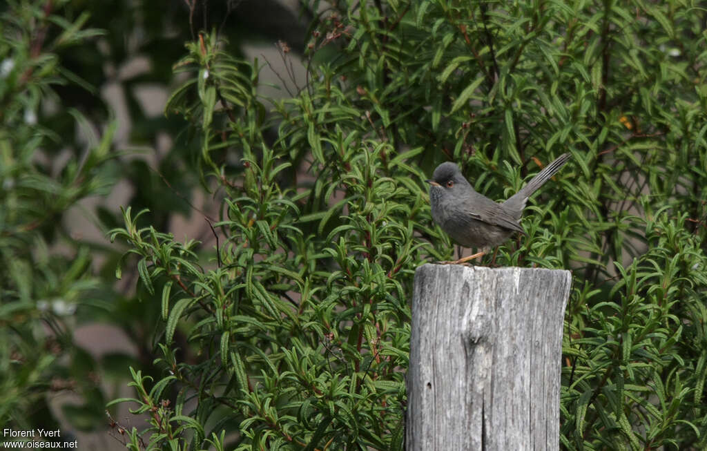 Marmora's Warbler male adult