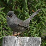 Marmora's Warbler