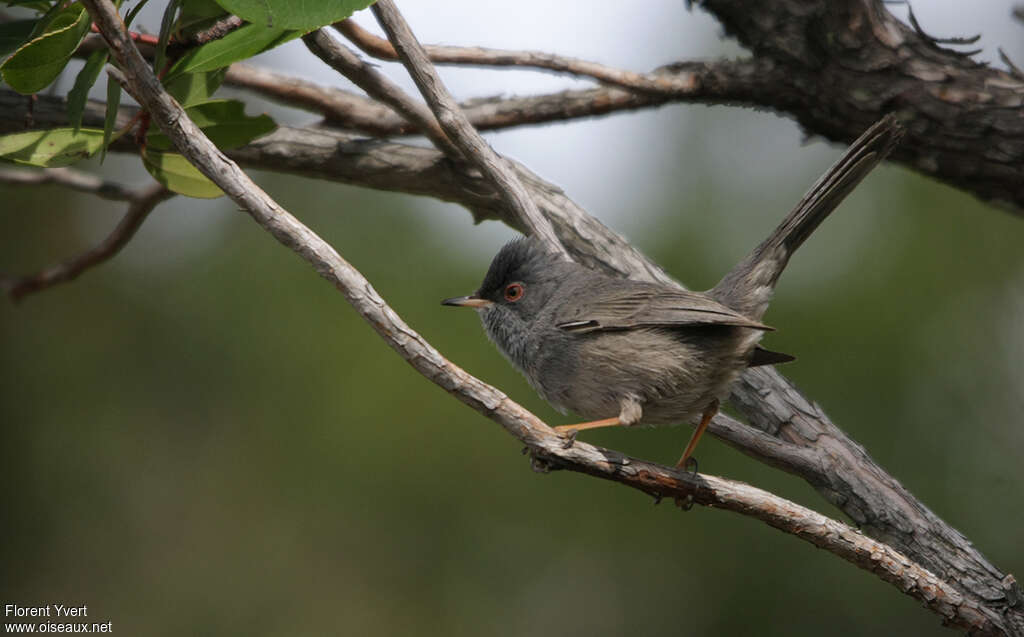 Fauvette sarde mâle adulte, identification