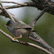 Marmora's Warbler