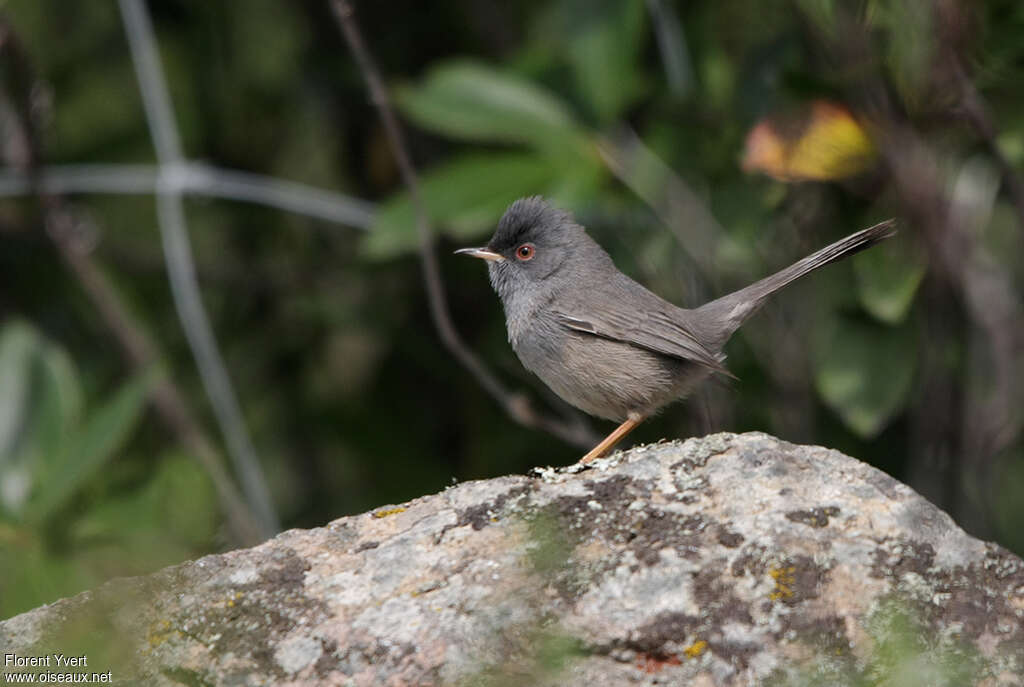 Fauvette sarde mâle adulte, identification