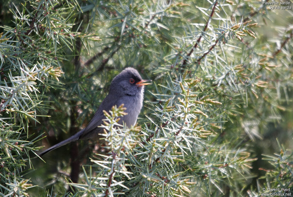 Marmora's Warbler male adult, song