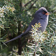 Marmora's Warbler