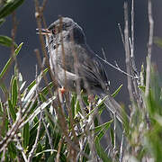 Marmora's Warbler