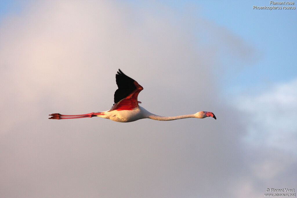 Greater Flamingoadult, Flight