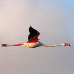 Flamant rose