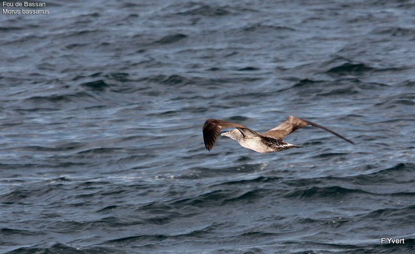 Northern GannetFirst year, Flight