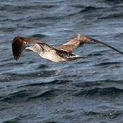 Northern Gannet