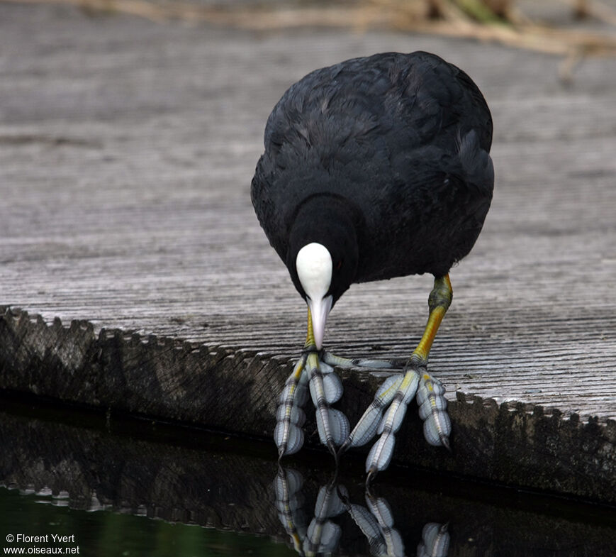 Eurasian Cootadult, identification