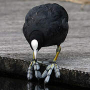 Eurasian Coot