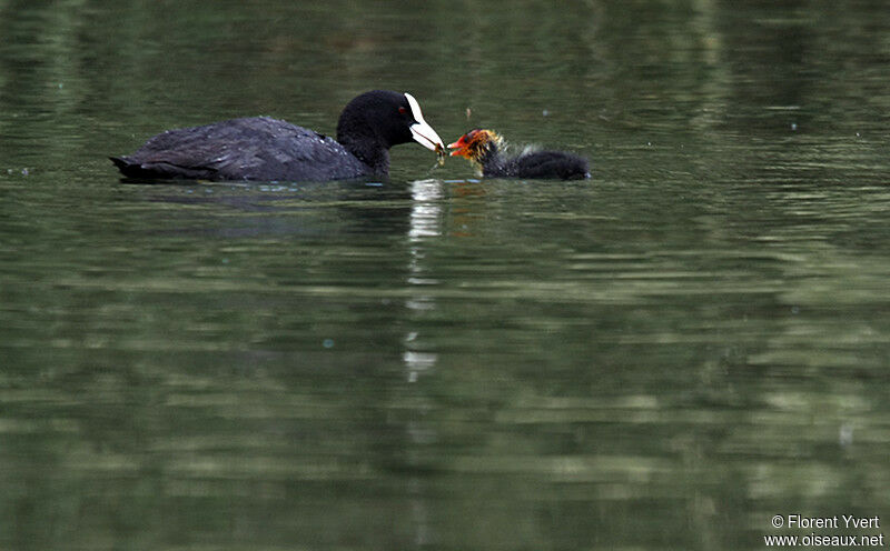 Eurasian Coot, Behaviour