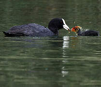 Eurasian Coot