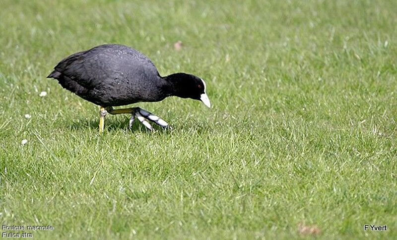 Foulque macrouleadulte, identification, Comportement