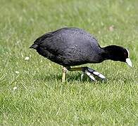 Eurasian Coot