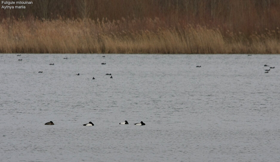 Greater Scaupadult post breeding, identification, Behaviour