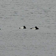 Greater Scaup