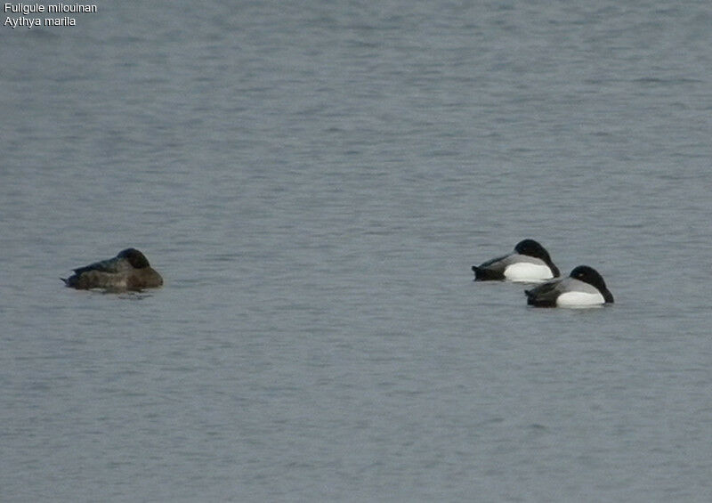 Greater Scaupadult post breeding, identification