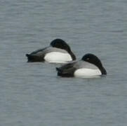 Greater Scaup