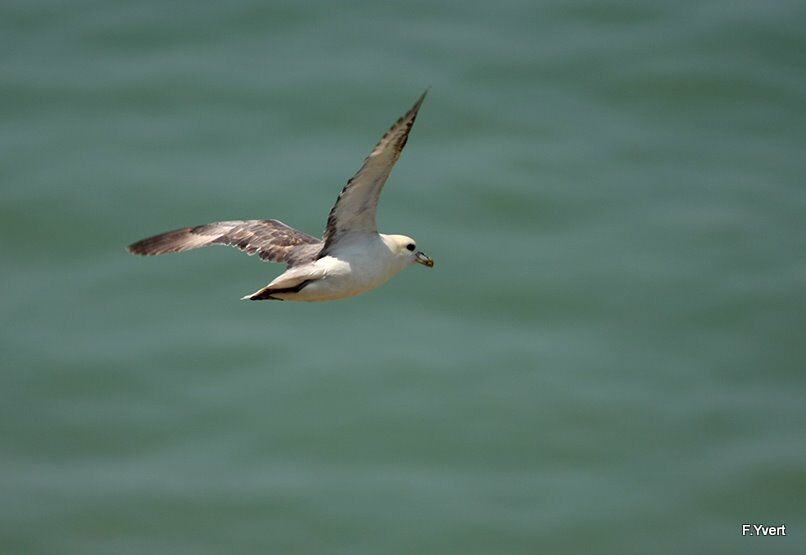 Fulmar boréal