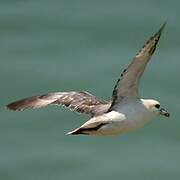 Fulmar boréal