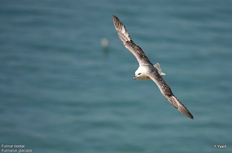 Fulmar boréaladulte, Vol