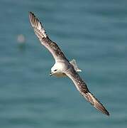 Northern Fulmar