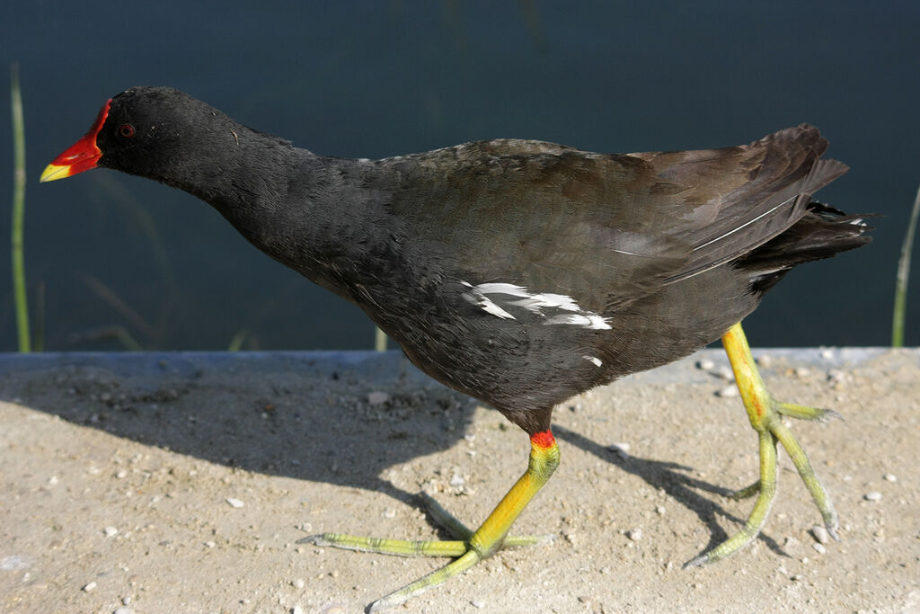 Gallinule poule-d'eau