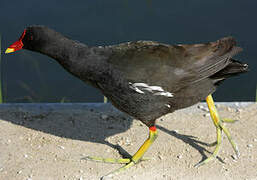 Gallinule poule-d'eau