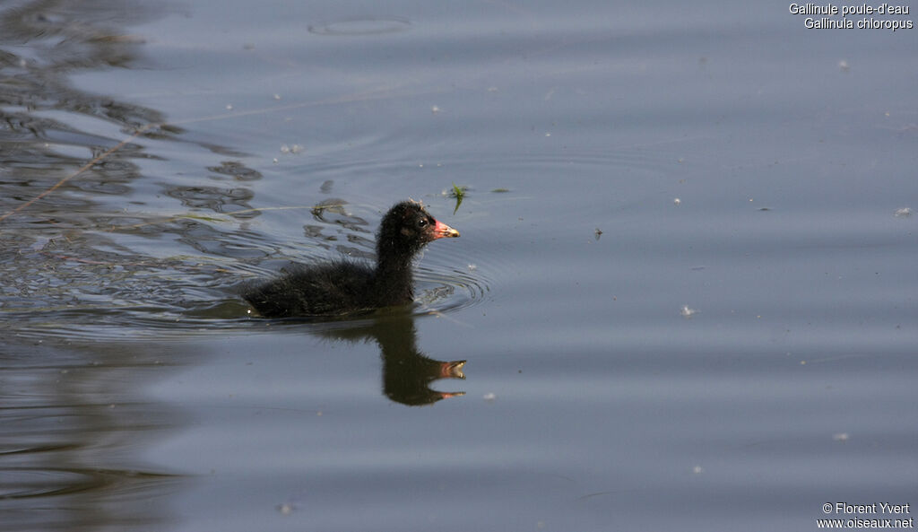 Gallinule poule-d'eaujuvénile