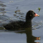 Gallinule poule-d'eau