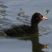 Common Moorhen