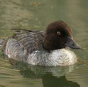 Common Goldeneye