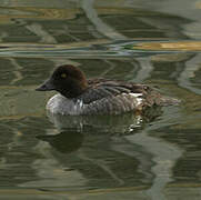 Common Goldeneye